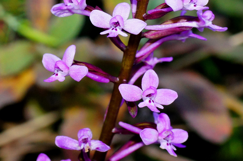 Orchidea da determninare: Orchis brancifortii